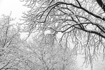 Winter mood: Tree branches covered with heavy snow