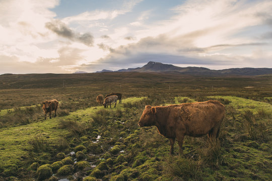 Highland Cattle on the Isle of Skye