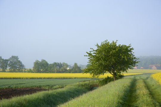 Rural landscape in East-Westphalia