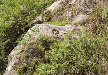 Hungry dog eats food leftovers.