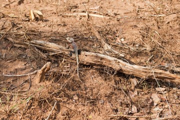 Chameleon in Yala National Park in Sri Lanka.