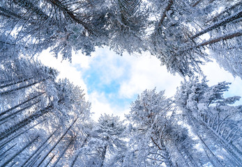 Pine forest in the snow