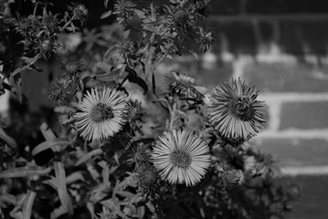 Eine Blühpflanze mit Bienen auf den Blueten