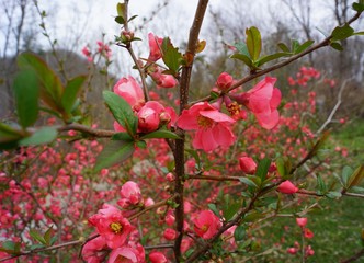 Japanese quince