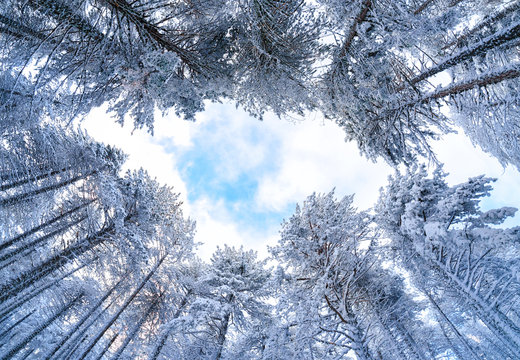 Fototapeta Pine forest in the snow