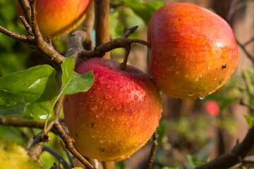 Ripe organic apple Braeburn on apple tree