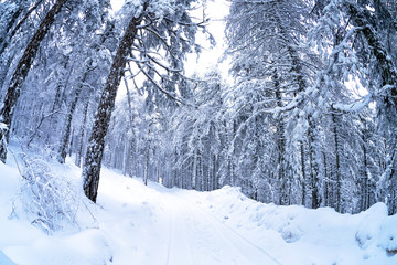 Pine forest in the snow
