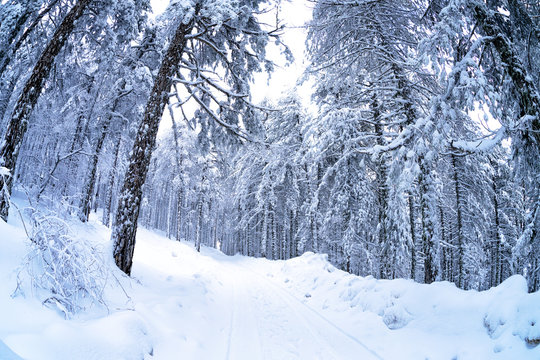 Pine forest in the snow