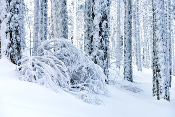 Pine forest in the snow