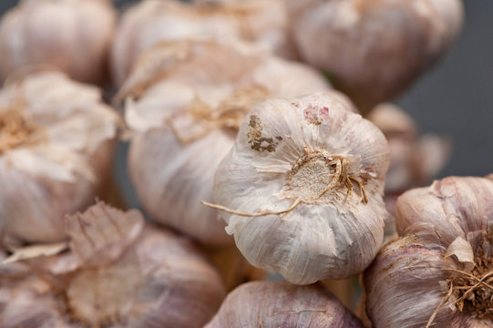 garlic bulbs
