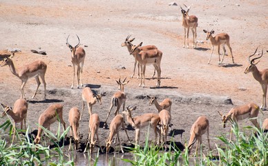 Antilopenherde - Wild lebende Tiere - Namibia - Afrika