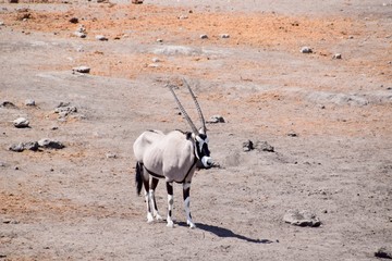 Gemsbock - Oryx