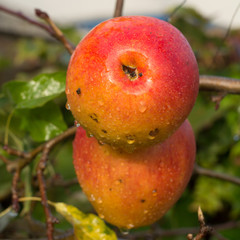 Ripe organic apple Braeburn on apple tree