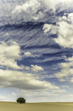 lonely tree with a beautiful sky full of clouds on a windy day