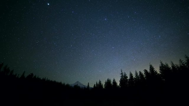 Dark silhouette of fir and pine tree forest against starry night sky and snowy mountain Mt. Hood