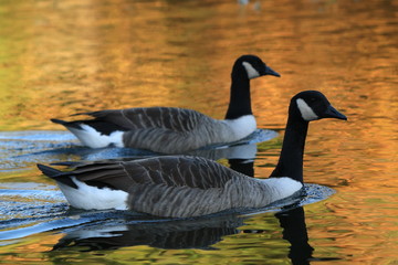 autumn canada geese
