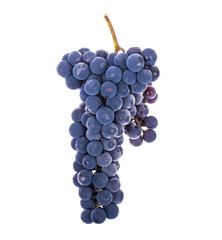 Bunch of blue ripe sweet grapes