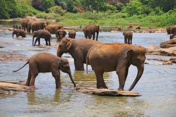 Elephants in the river in Sri Lanka