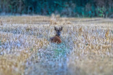 Fallow Deer in a field