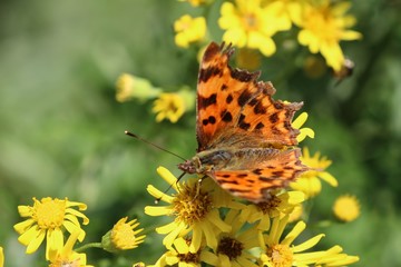 Comma Butterfly