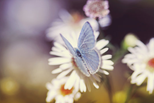 Common blue (Polyommatus icarus) butterfly on white Aster flowers in sunset light