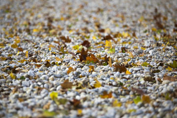 Autumn leaves and stones