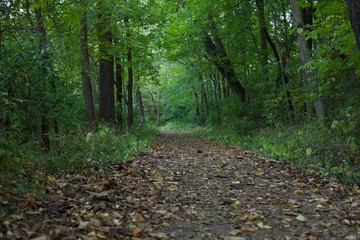 Green trees and plants surrounding a south bound walking path, walkway through the woods