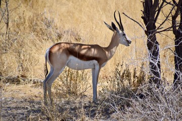 Naklejka na ściany i meble Antilope -Afrika - Namibia
