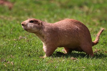 Prairie Dog