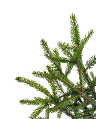 Green spruce branch, pine trees on background for text