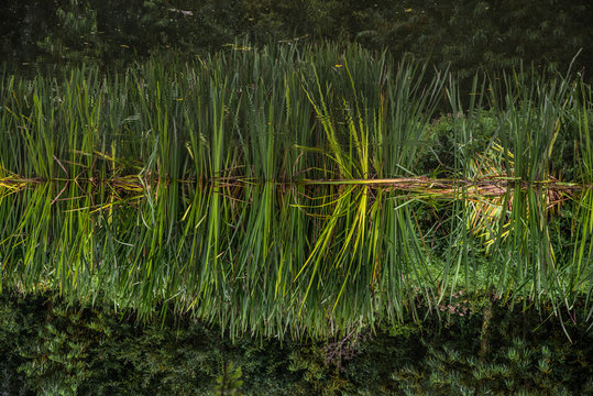 River Reeds