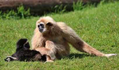 White Handed Gibbon