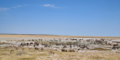 Wild lebende Tiere - Herde - Strauß - Elefant - Springbock - Antilope
