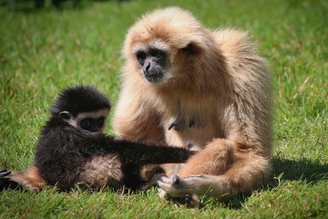White Handed Gibbon