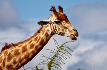 Giraffe - 179184214