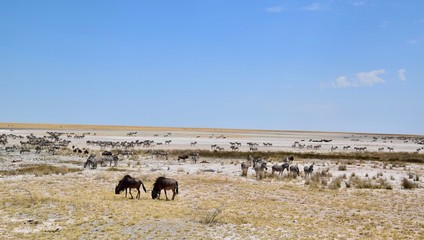 Wild lebende Tiere - Herde - Strauß - Elefant - Springbock - Antilope