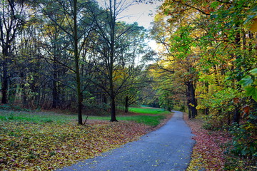 Obraz premium The road in the autumn forest