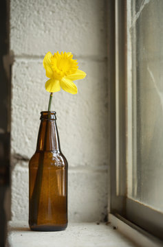 Spring daffodil in a beer bottle on a basement windowsill