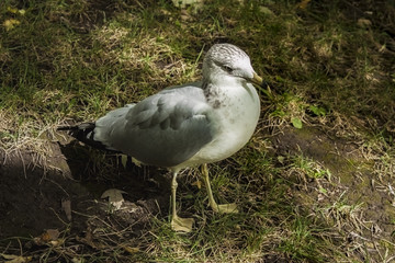 A seagull in a park