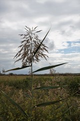 planta del trigo con fondo nuboso