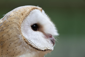 Barn Owl Closeup Portrait