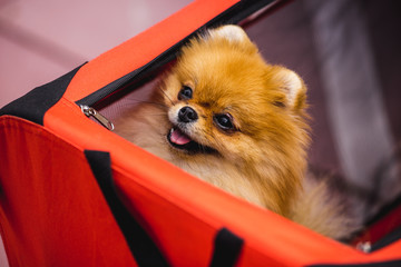 Cute dog sitting in woman bag