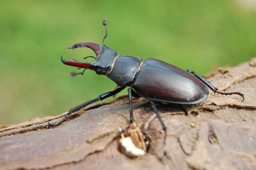 Lucane mâle (Lucanus cervus)