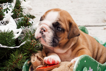 Puppy English Bulldog on a background of a New Year decoration