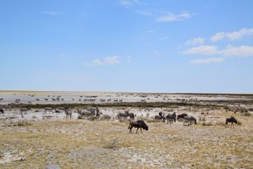 Fototapeta na wymiar Gnu - Herde- Afrika - Namibia 