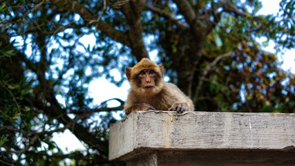 Fototapeta na wymiar Watch Monkey of Gibraltar