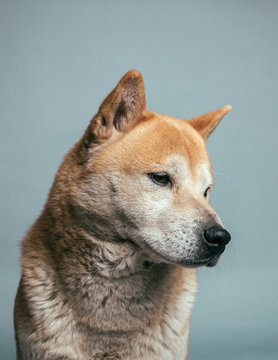 portrait of shiba inu dog