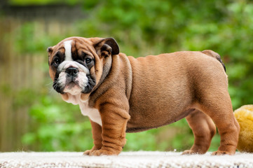 Bulldog puppy in the open air