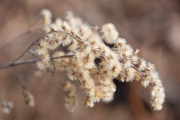 dof