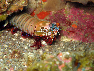 bunter Fangschreckenkrebs (Odontodactylus scyllarus)